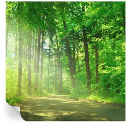 FOTOTAPETE 250x250 cm - Waldweg