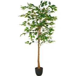 Ficus Benjamina Grün/Braun