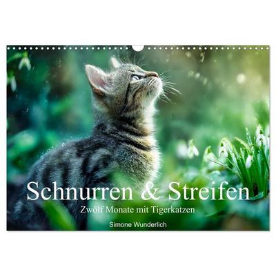 Schnurren & Streifen - Zwölf Monate mit Tigerkatzen (Wandkalender 2027 DIN A3 quer), CALVENDO Monatskalender