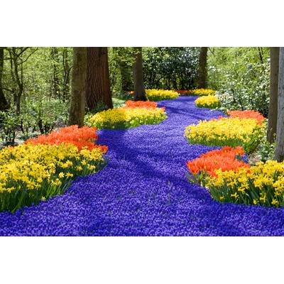 Fototapete PAPERMOON "Spring Flowers", bunt, B:2,5m L:1,86m, Vlies, Tapeten