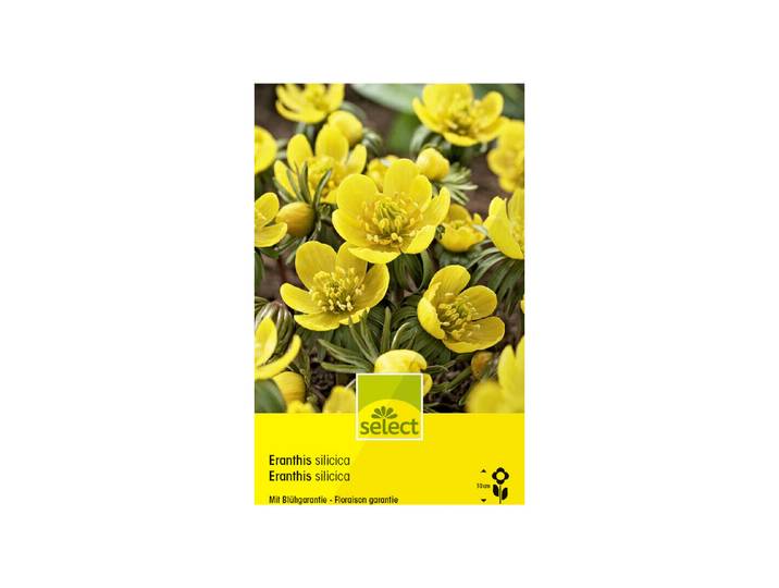 Select Blumenzwiebel Winterling, Eranthis silicica