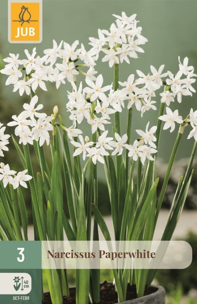 Jub Narcis Paperwhite 3 bollen