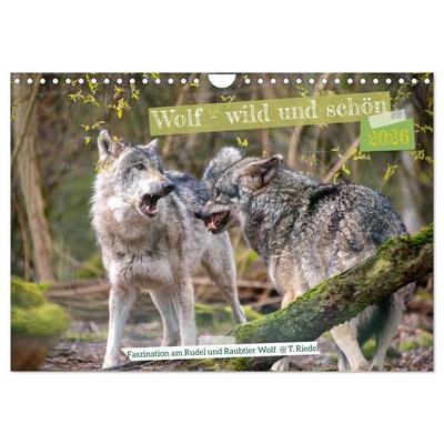 Wolf - wild und schön (Wandkalender 2026 DIN A4 quer), CALVENDO Monatskalender