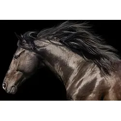 Bild HORSE POWER S (BHT 180x100x4 cm) - bunt - BHT 180x100x4 cm