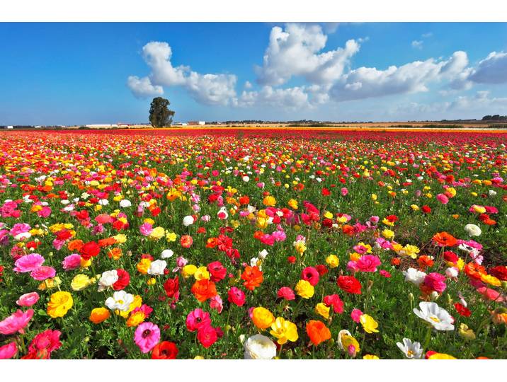 Fototapete PAPERMOON Garden Buttercups , bunt, B:4m L:2,6m, Vlies, Tapeten, Fototapete