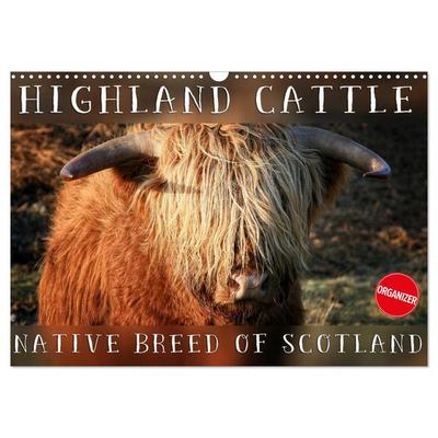 Highland Cattle - Native Breed of Scotland (Wall Calendar 2026 DIN A3 landscape), CALVENDO 12 Month Wall Calendar