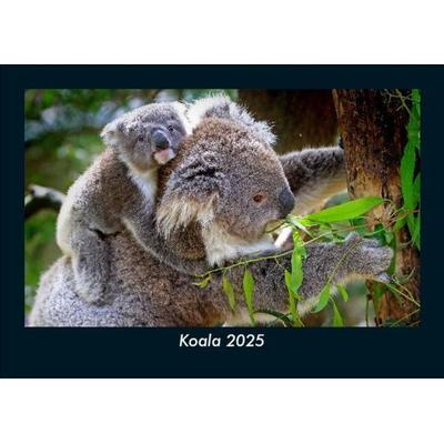 Koala 2025 Fotokalender DIN A5