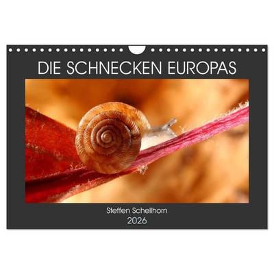 DIE SCHNECKEN EUROPAS (Wandkalender 2026 DIN A4 quer), CALVENDO Monatskalender