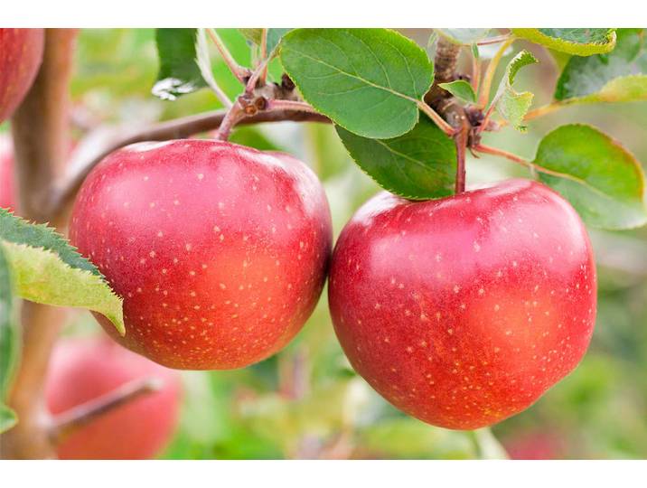 Apfel Jonagold ' (Malus domestica) 140-180 cm inklusive Topf'
