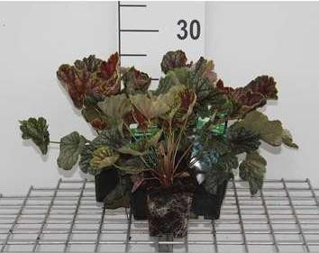 6 x Heuchera hybr. Beauty Colour - Purperbloemige korrelbloem - Pot van 9 x 9 cm