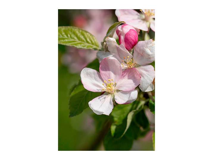 Apfelbaum Pinova® (Malus domestica) 140-180 cm inklusive Topf