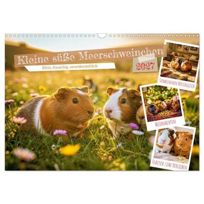 Kleine süße Meerschweinchen (Wandkalender 2027 DIN A3 quer), CALVENDO Monatskalender
