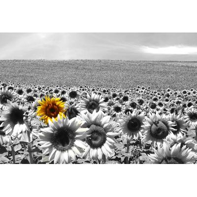 Fototapete PAPERMOON "Sonnenblumenfeld", bunt, B:2,5m L:1,9m, Vlies, Tapeten