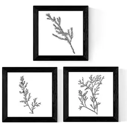 POSTER Set Mit 3 Pflanzen Natur 20X20cm Rahmenlos
