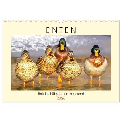 Enten. Beliebt, hübsch und imposant (Wandkalender 2026 DIN A3 quer), CALVENDO Monatskalender