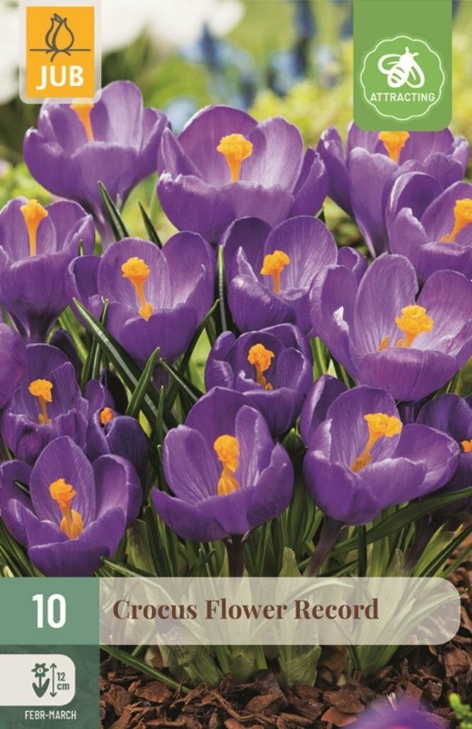 Jub Krokus bollen paars 10 stuks