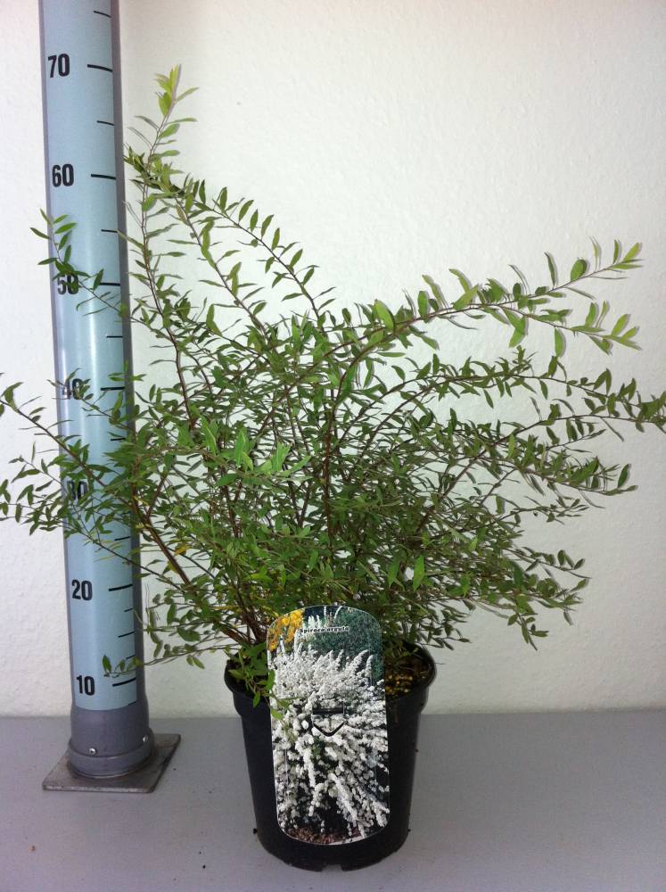 Pflanzen Schneespiere 3 l Container