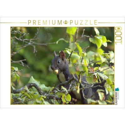 CALVENDO Puzzle Eichhörnchen | 1000 Teile Lege-Größe 64x48cm Foto-Puzzle für glückliche Stunden
