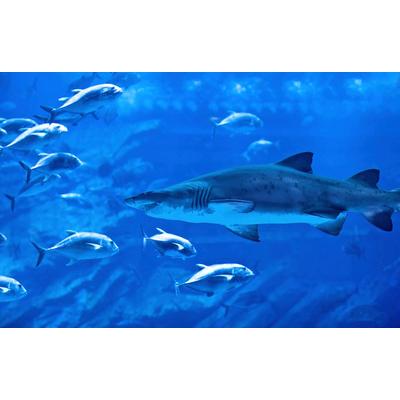 Fototapete PAPERMOON "Hai mit Fischen", bunt, B:3,5m L:2,6m, Vlies, Tapeten