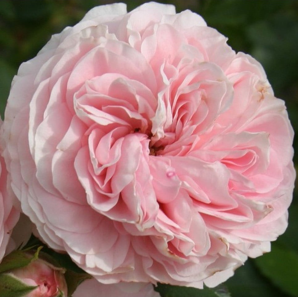 Kordes Roos Rosa Larissa