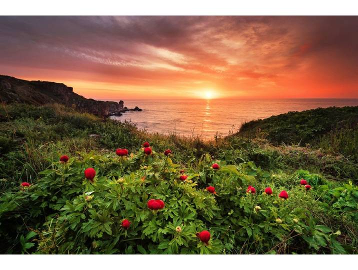 Papermoon Blumenwiese am Meer