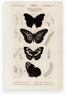Uplift Essentials Vintage Moody Owl Painting Dark Academia Cottagecore Nature Prints Witchy Wall Art With Butterflies For Gothic Home style 15 24x35 In
