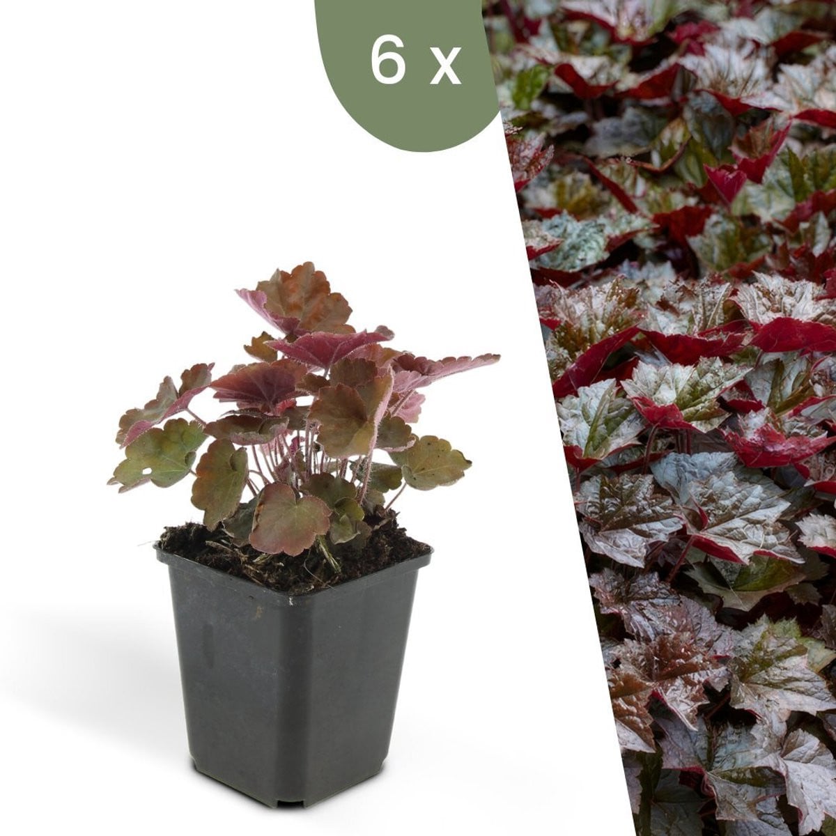 Frank Plants Heuchera micrantha Palace Purple 6 Purperklokjes Winterharde Bodembedekker