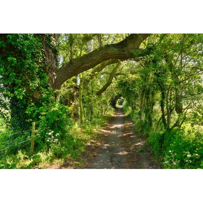 Fototapete PAPERMOON "Waldweg", bunt, B:4m L:2,6m, Vlies, Tapeten
