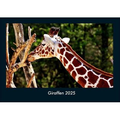 Giraffen 2025 Fotokalender DIN A4