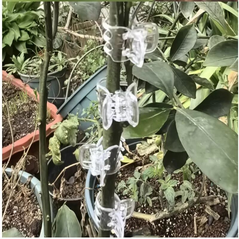 INF 50 Pinces Transparentes pour Orchidées pour le Support des Tiges de Fleurs