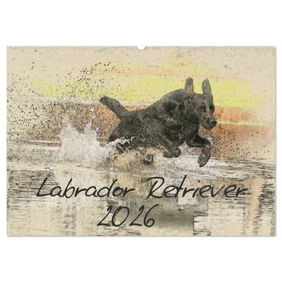 Labrador Retriever 2026 (Wandkalender 2026 DIN A2 quer), CALVENDO Monatskalender