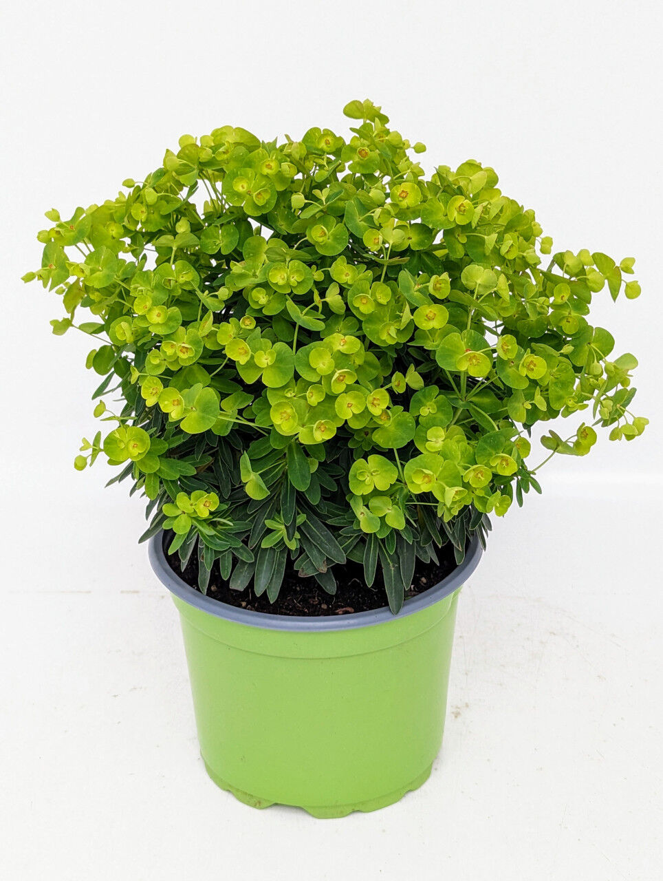 Pflanzen Wolfsmilch Euphorbia amygdaloides 17 cm Topf
