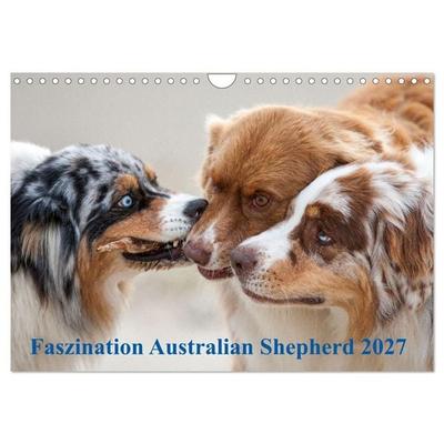 Australian Shepherd 2027 (Wandkalender 2027 DIN A4 quer), CALVENDO Monatskalender