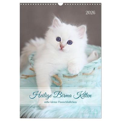 Heilige Birma Kitten - süße kleine Flauschbällchen (Wandkalender 2026 DIN A3 hoch), CALVENDO Monatskalender