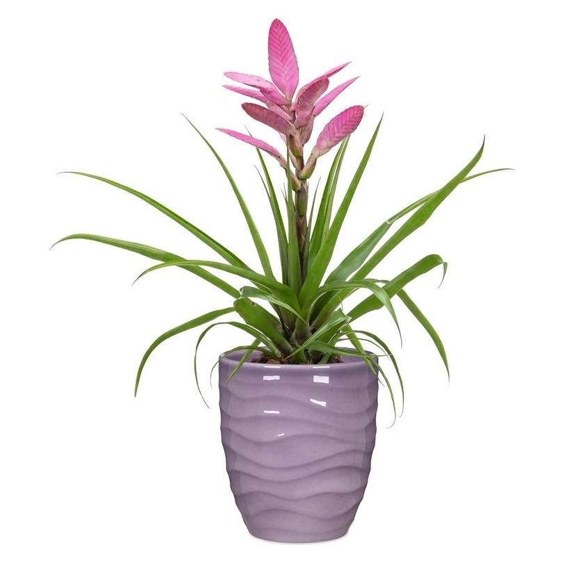 Scheurich Flower pot 69675, ceramics, purple (13 x 14.90 cm) (65902731)