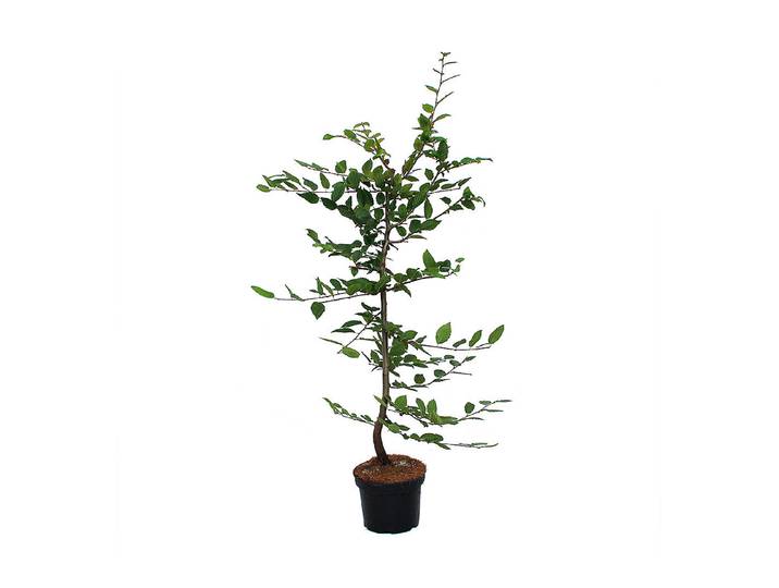Hainbuche - Carpinus betulus 150-175cm inklusive Topf