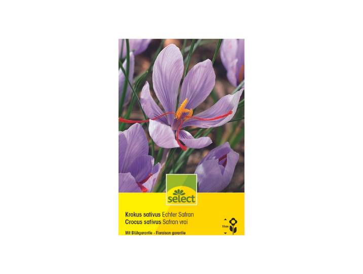 Select Blumenzwiebel Crocus sativus 12 Stück