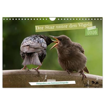 Der Star unter den Vögeln - Fotografiert von Ostfriesenfotografie (Wandkalender 2026 DIN A4 quer), CALVENDO Monatskalender