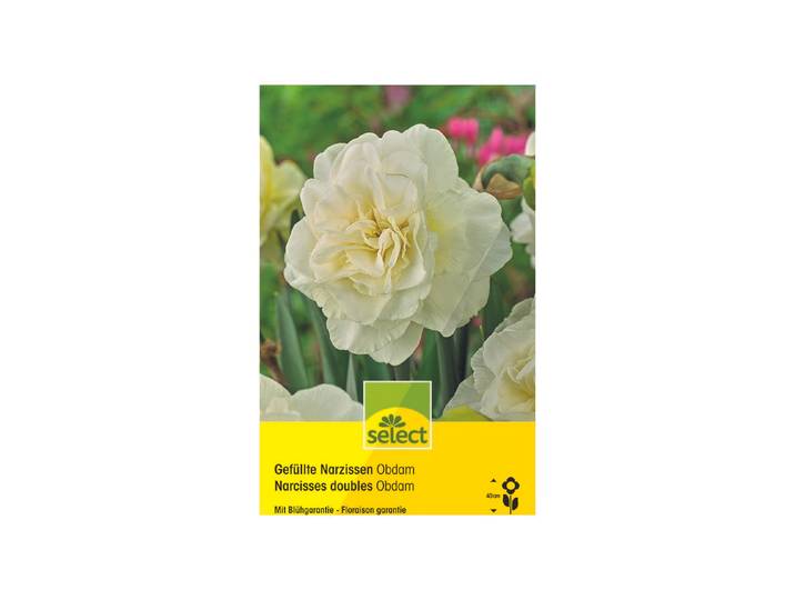 Select Blumenzwiebel Narzissen Obdam