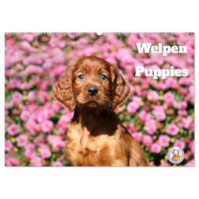 Welpen - Puppies (Wandkalender 2027 DIN A2 quer), CALVENDO Monatskalender