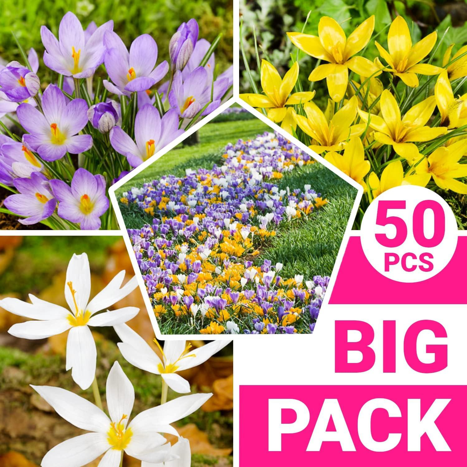 Dutch Bulbs Botanische krokusbollen mix van 5 soorten, 50 stuks