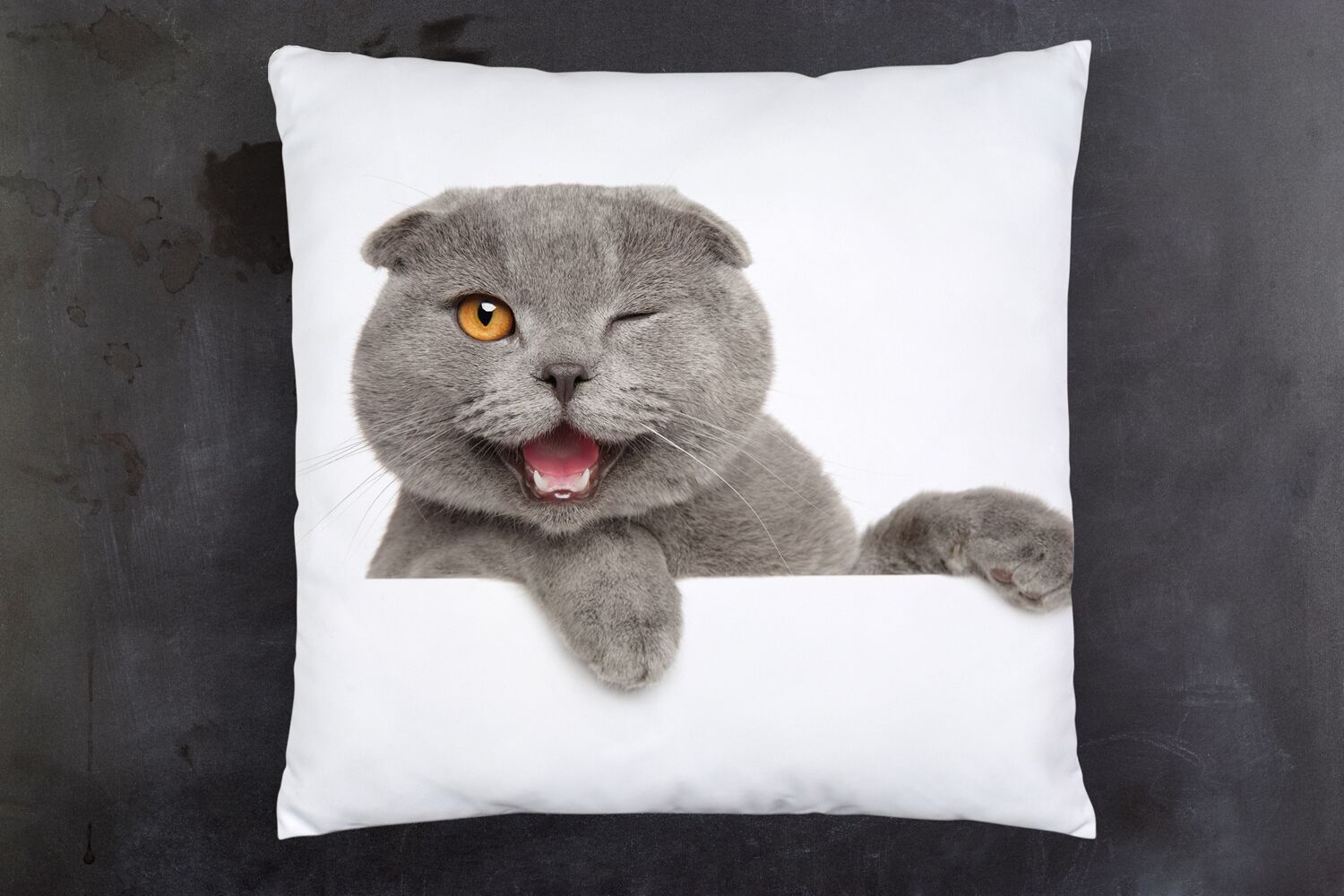 Dekokissen QUEENCE "Britisch Kurzhaar", weiss (weiß, bedruckt), B:40cm H:1cm L:40cm, Polyester, Dekokissen_Sitzkissen_Kissenhüllen, Dekokissen, Kissenhülle mit HD Premium Druck, geruchsneutral, 40x40cm weiß, bedruckt B/L: 40cm x 40cm, 1 Stk.