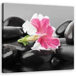 WANDBILD rosa blume auf zen stones