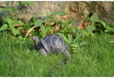 Hi-Line Gift Ltd. Small Tortoise