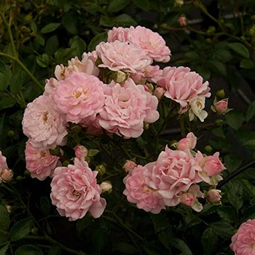 Rosa The Fairy Struikroos Roze in Pot