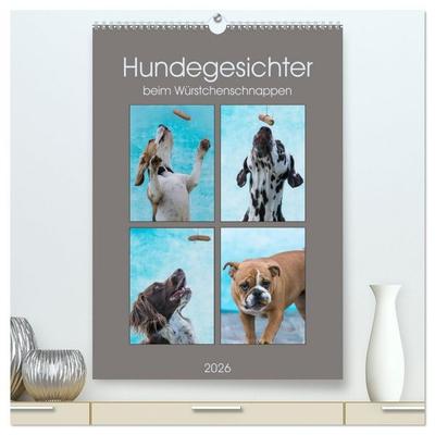 Hundegesichter beim Würstchenschnappen (hochwertiger Premium Wandkalender 2026 DIN A2 hoch), Kunstdruck in Hochglanz