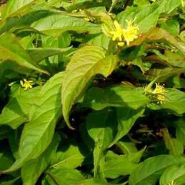 2 x Amerikaanse Weigelia Diervilla splendens in pot, 40-60 cm van Arborix