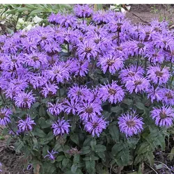 Bienenminze – Monarda hybrida 'Bee-Pretty'
