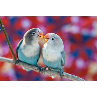 Papermoon "Love Birds" glatt