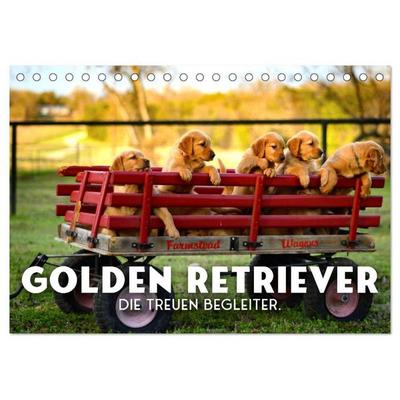 Golden Retriever - Die treuen Begleiter. (Tischkalender 2027 DIN A5 quer), CALVENDO Monatskalender